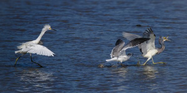 Food Fight: Tricolored Heron's Fight for Survival thumbnail