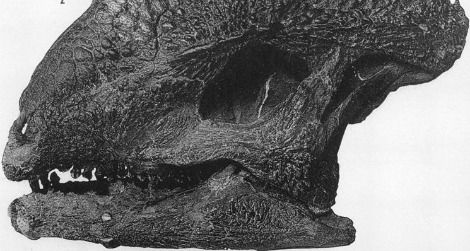 The skull of Stegoceras