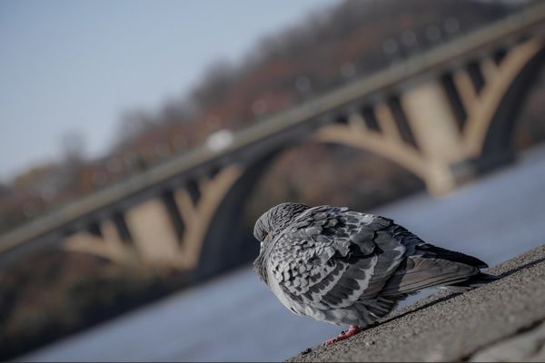 Pigeon with the Potomac river in the background thumbnail