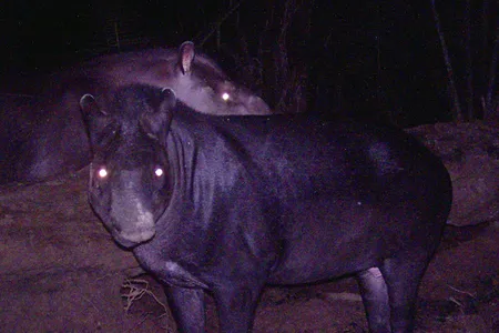 A new species of tapir, a herbivorous mammal, was discovered in the Amazon earlier this month.