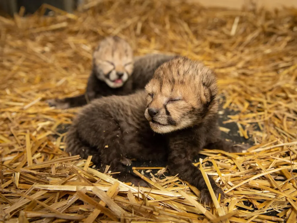 cheetah cubs sleeping