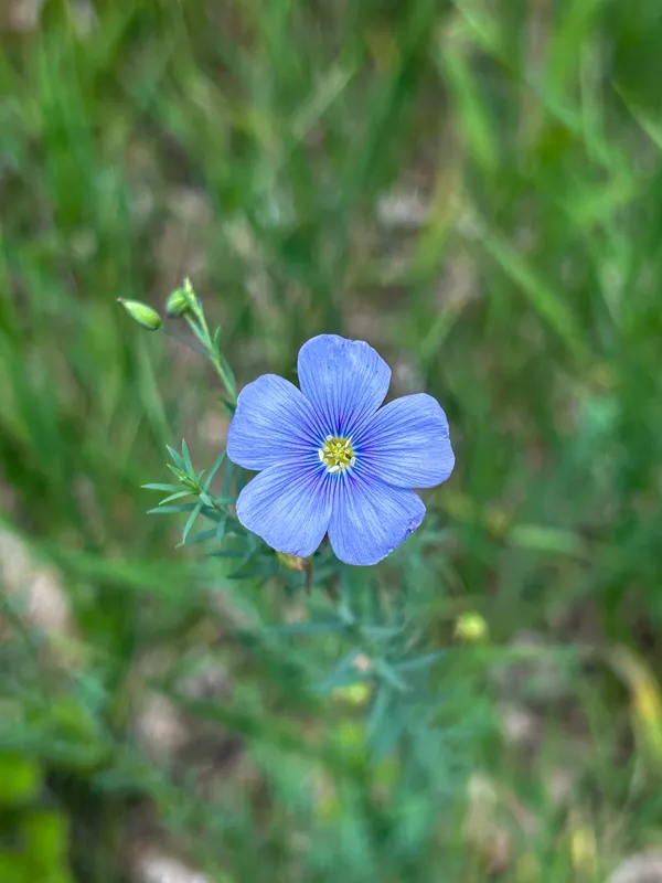 A single blue flower. thumbnail