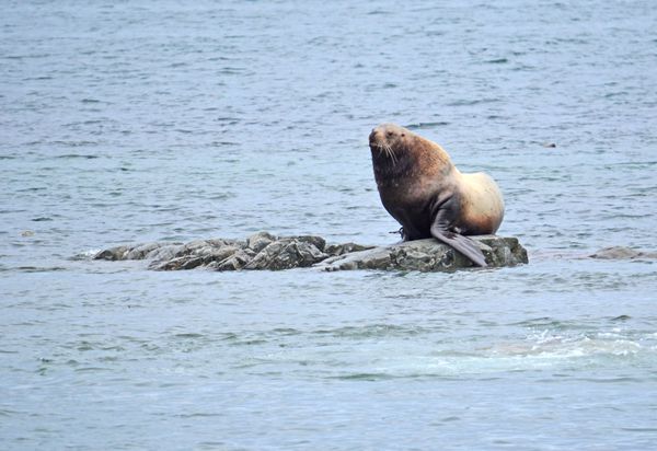 Sea Lion Bull protecting his rock thumbnail