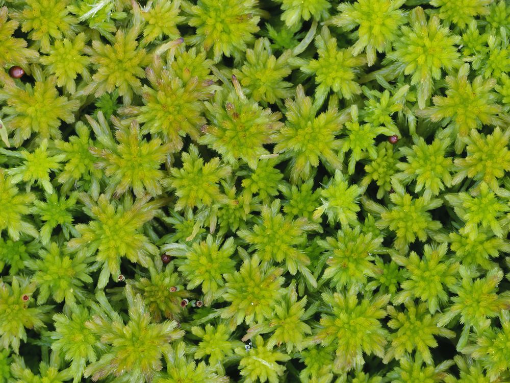 Sphagnum Moss