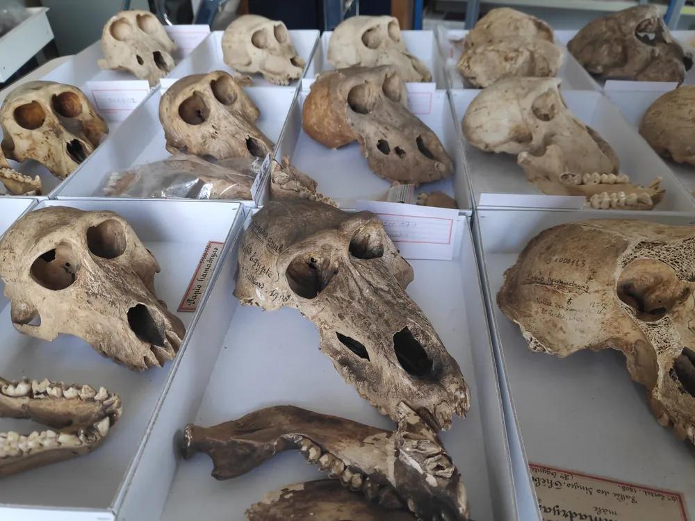 Ancient baboon skulls