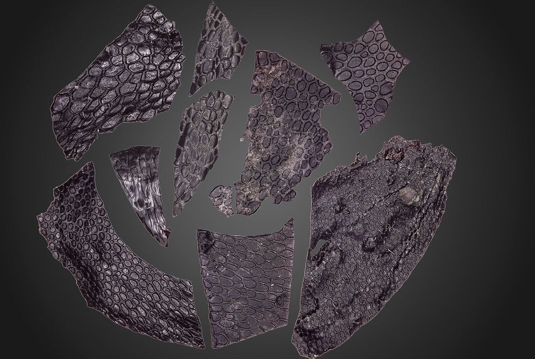 This 288-Million-Year-Old Fossilized Scrap of Skin Is the