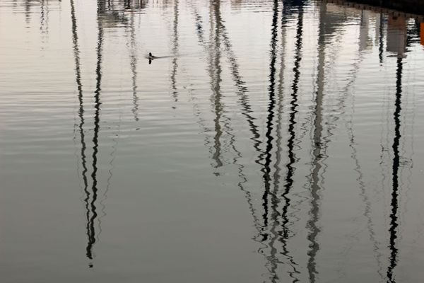 A sea bird navigates reflections of masts in a still marina thumbnail