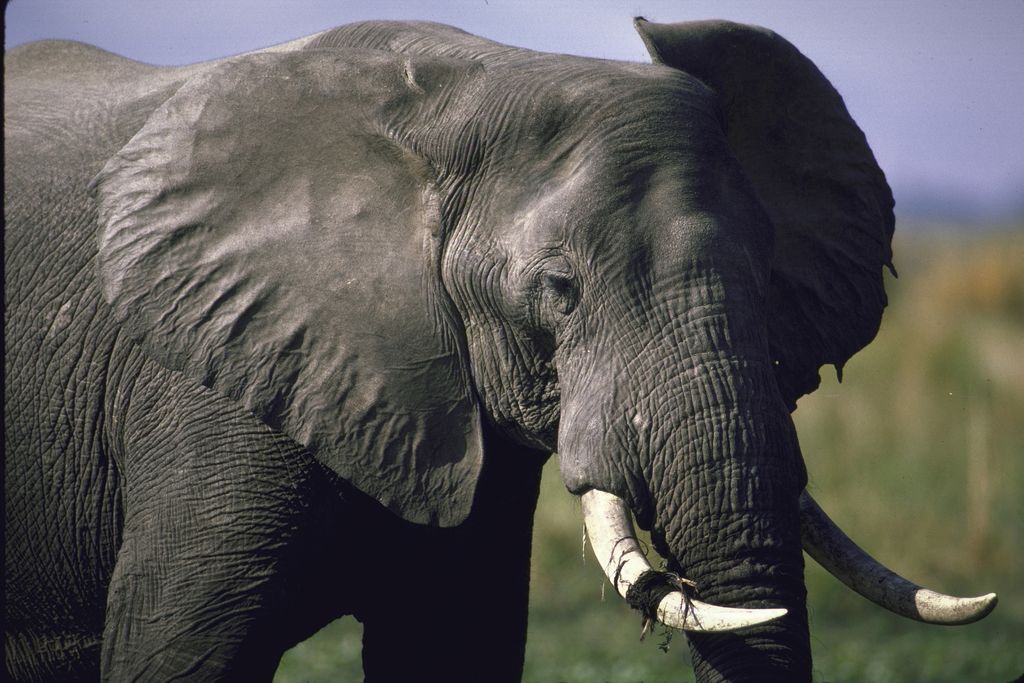 A close-up of an African elephant