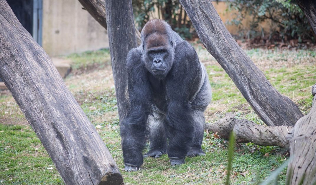 A large male silverback western lowland gorilla stands on all fours near crisscrossed logs in a grassy, outdoor yard