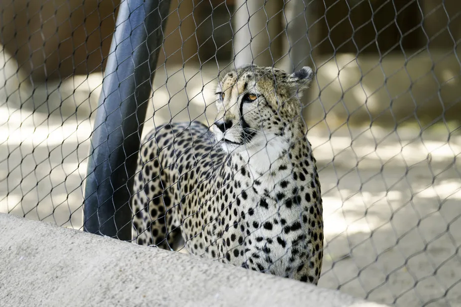 The cheetah population