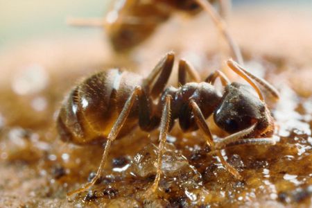 A black garden ant.