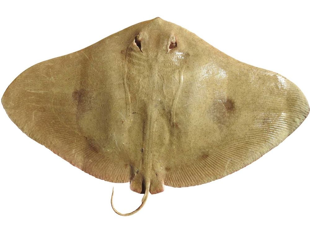 Female Tentacled Butterfly Ray