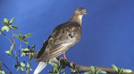Martha, the last surviving member of the passenger pigeon species