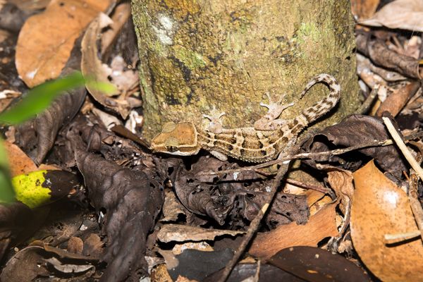 Camouflage thumbnail