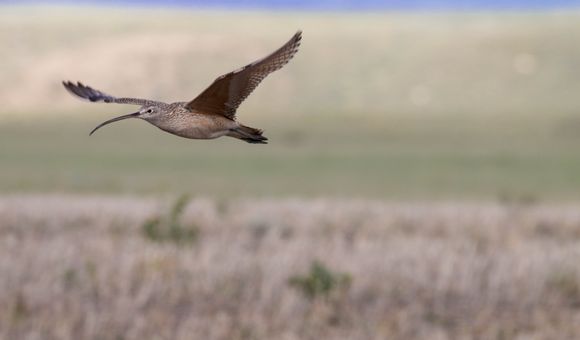 Long-billed curlews are the largest shorebirds in North America, but they are only found along coasts during the winter. They spend their summers breeding in the grasslands of Montana.