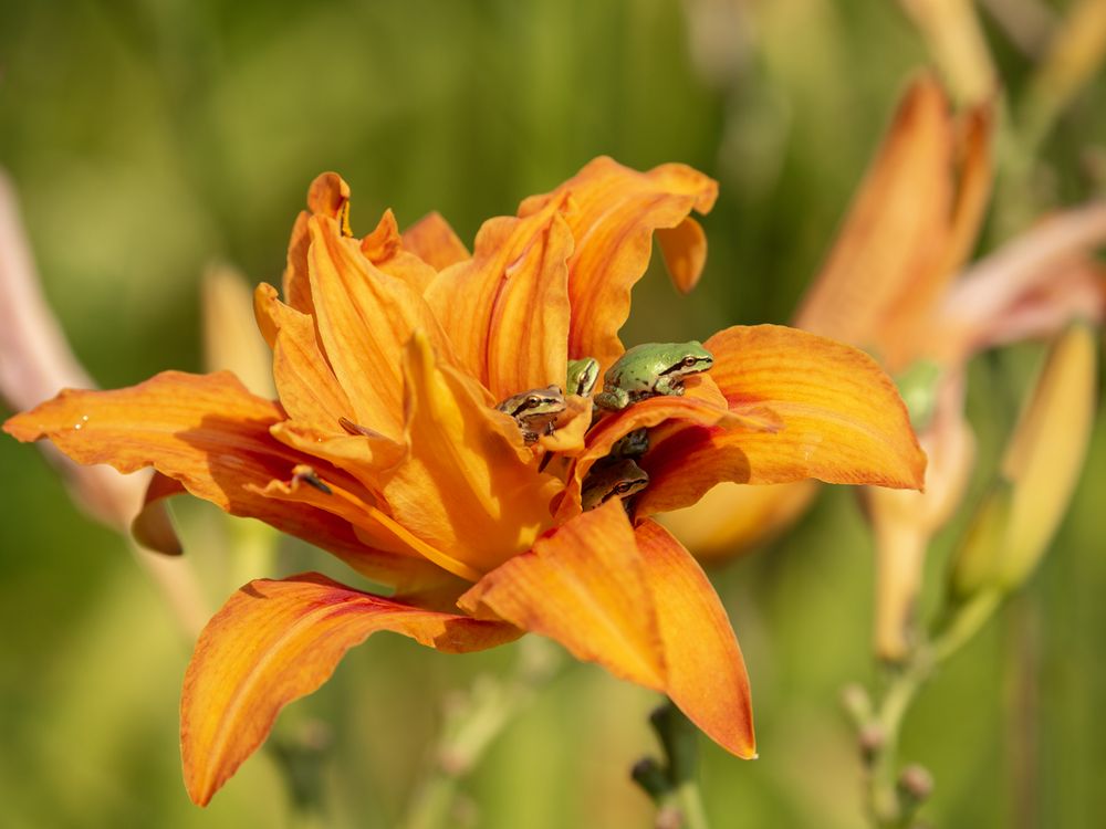 A group of Pacific chorus frogs in a single orange day lily blossom ...
