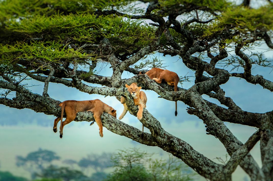 Tree Lions of Serengeti, Tanzania | Smithsonian Photo Contest