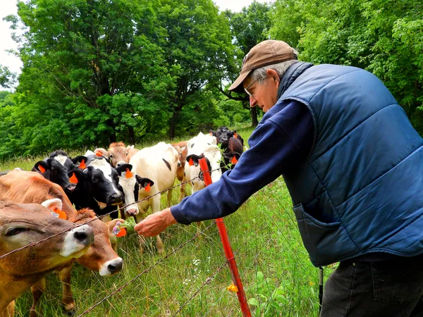 Cows Inspecting a Red Clover thumbnail
