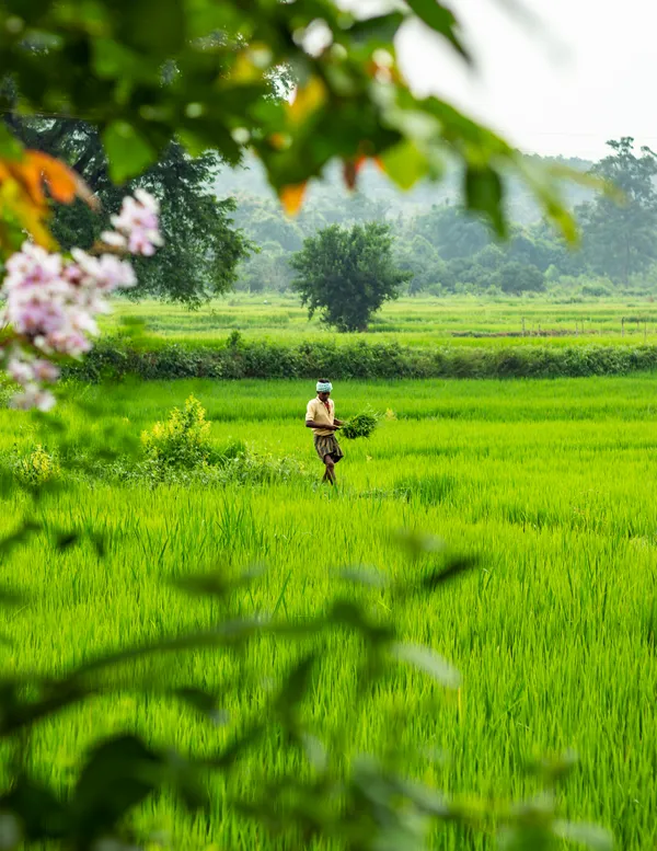 A Harvest Of Hope , Cultivating More Than Just Crops . thumbnail