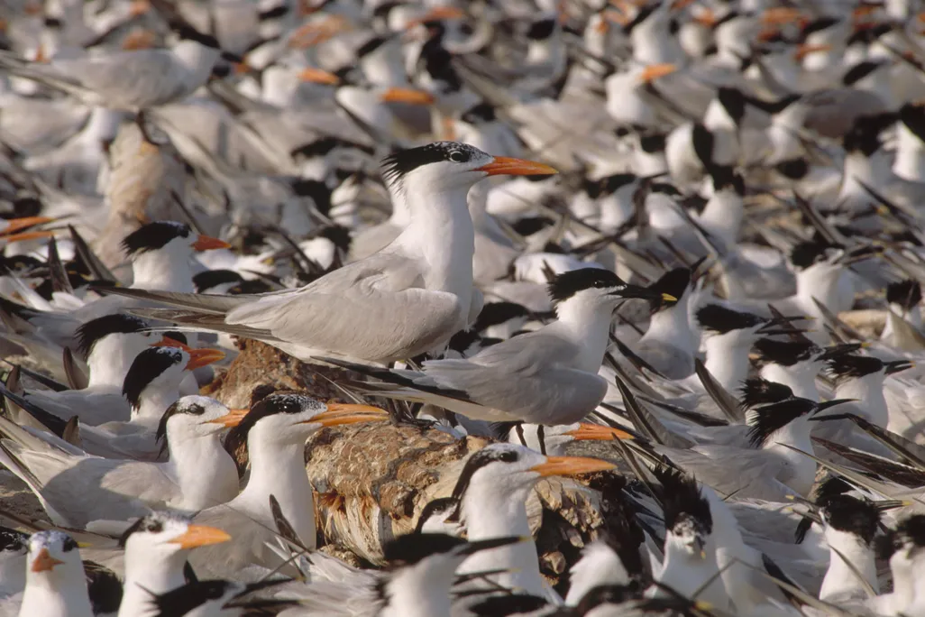 birds