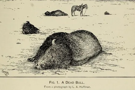 After L. A. Huffman, “A Dead Bull” from William T. Hornaday, “The Extermination of the American Bison, with a Sketch of Its Discovery and Life History,” 