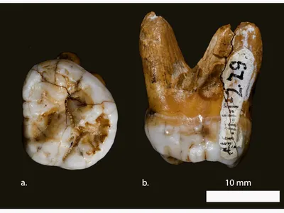The first Denisovan tooth that was discovered in 2008