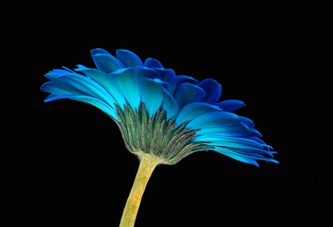 Flor azul | Smithsonian Photo Contest | Smithsonian Magazine