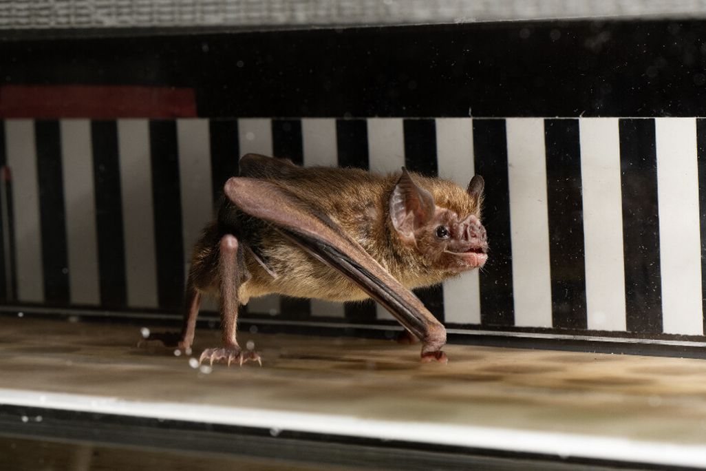 Vampire bat walking on a treadmill