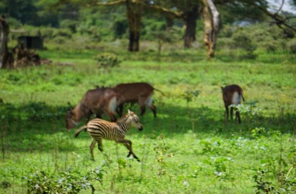 Young Zebra's Zest thumbnail