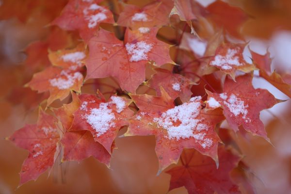 First snowfall on red maple leaves thumbnail