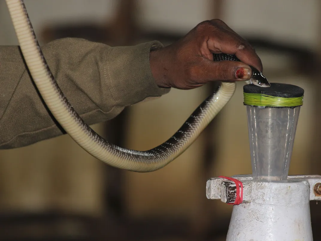 Milking a Snake for Venom