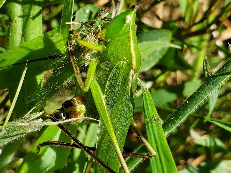 A laying eggs on Long Island, NY Smithsonian Photo