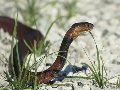 Researchers experimented with venom from red spitting cobras (pictured here), as well as black-necked spitting cobras.