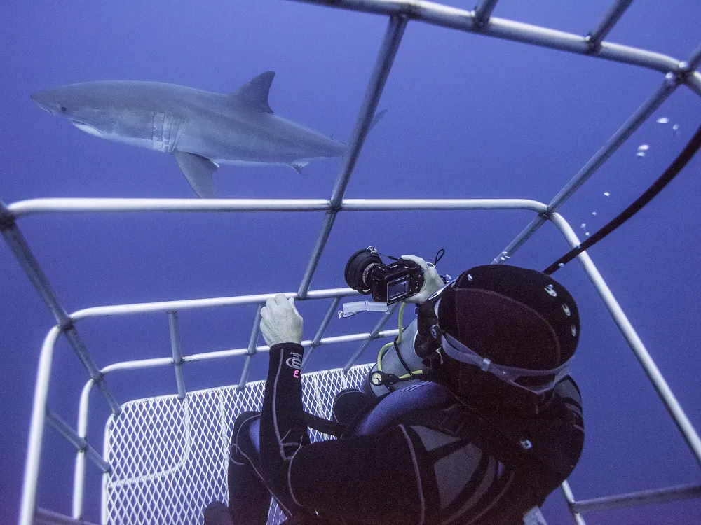 Diver in cage with shark swimming by