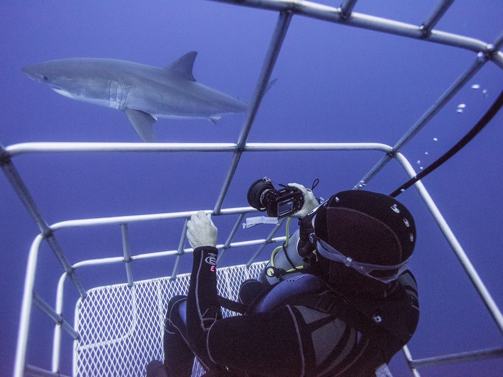 Mexico Bans Great White Shark-Related Tourism on Guadalupe Island