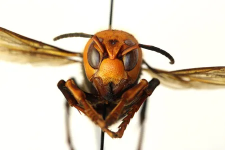 The Asian giant hornet, the world's largest hornet, was sighted in North America for the first time. 