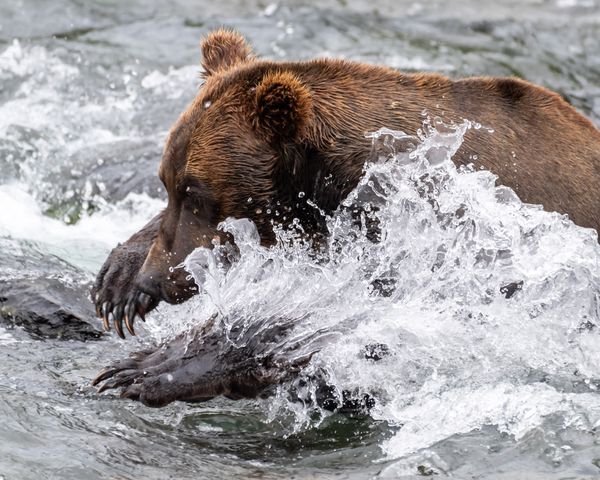 Salmon Fishing thumbnail
