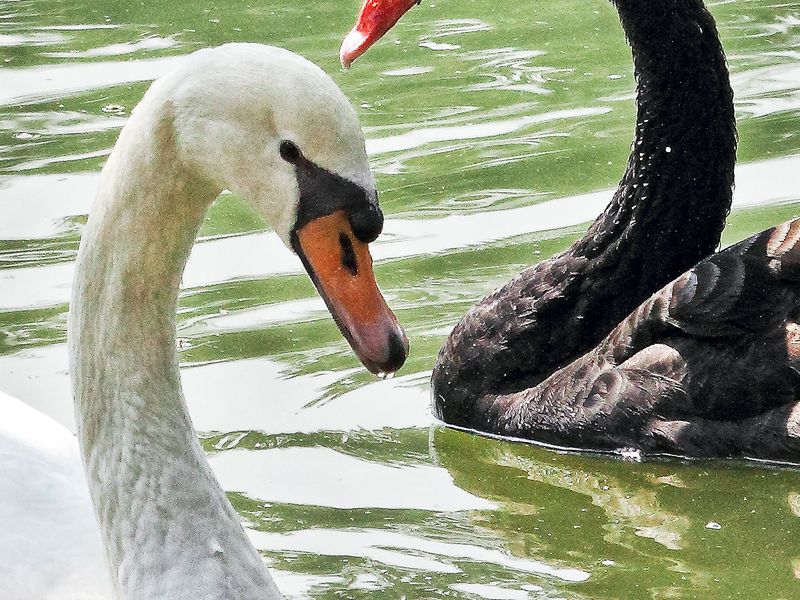 A black swan and a white swan come across when swimming. | Smithsonian ...