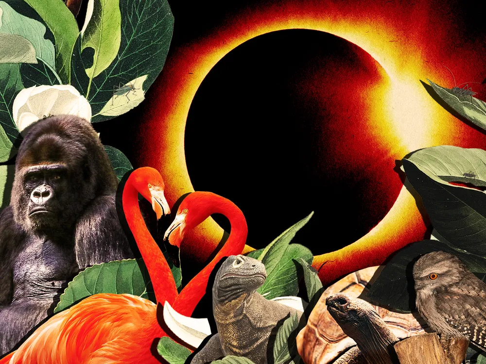 an illustration of animals—a gorilla, flamingos, komodo dragon, galapagos tortoises, tawny frogmouth, crickets on leaves—in front of a solar eclipse