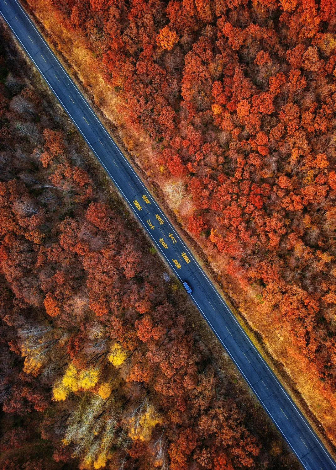 5 - A forest of orange trees—the color of ripe pumpkins—line a road.
