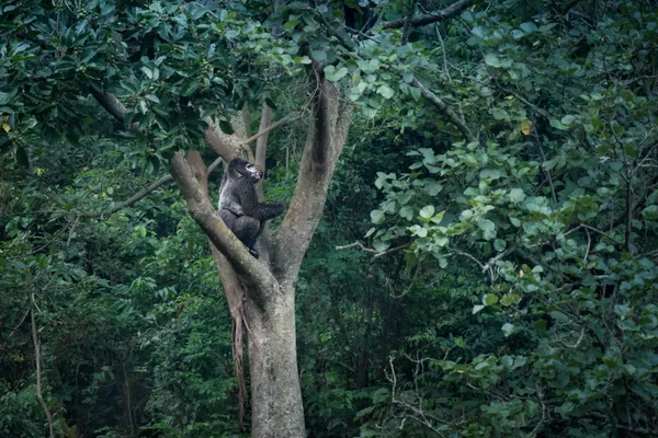 King of the Jungle thumbnail