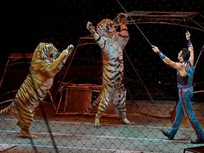 Tiger tamer Alexander Lacey gets his tigers on their feet in one of the final performances of the Ringling Bros. and Barnum &amp; Bailey Circus.