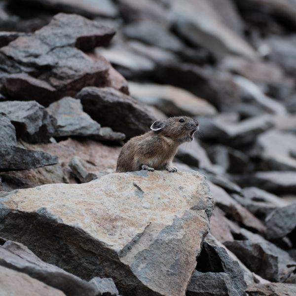 A Pika Roars in the Oregon Cascades. thumbnail