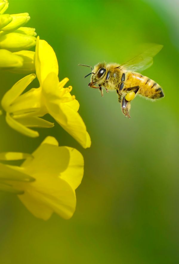 Bee ready to scavenge Nectar thumbnail