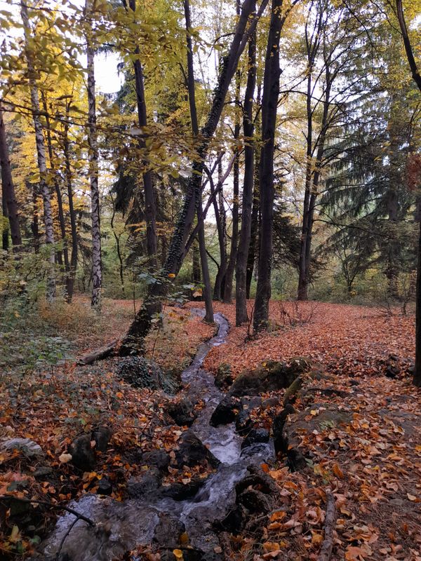 A winding brook among the trees thumbnail