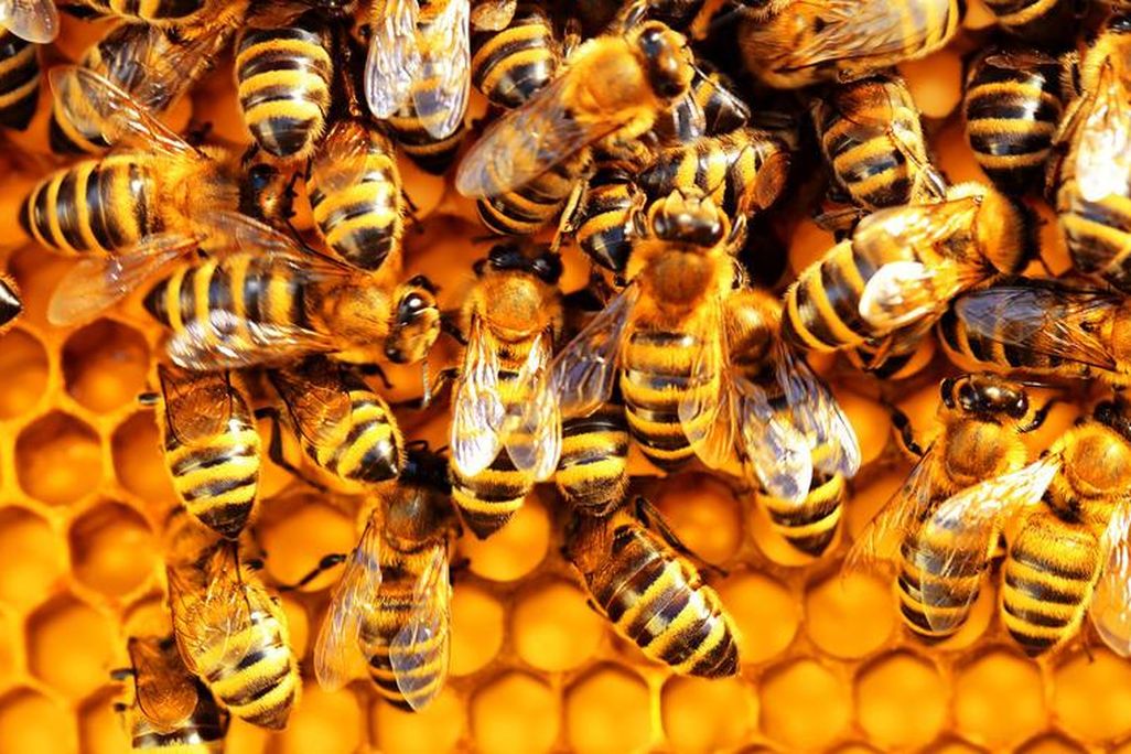 Bees