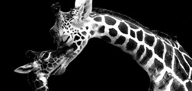 20120513-giraffe-631-header.jpg