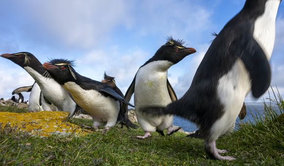OPENER - Southern rockhoppers fearlessly approach the camera at Murrell Farm in the Falklands. The birds’ features include their spiky crests, which resemble wild eyebrows.
