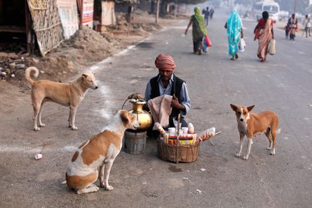Researchers in India studied whether 160 stray dogs would react to commands like gesturing toward a bowl. This image, taken in 2012, shows street dogs surrounding an Indian tea vendor in Allahabad.
