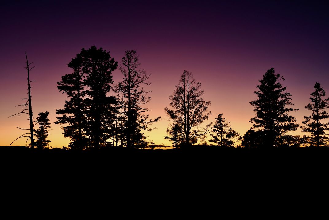 Purple Forest Twilight | Smithsonian Photo Contest | Smithsonian Magazine